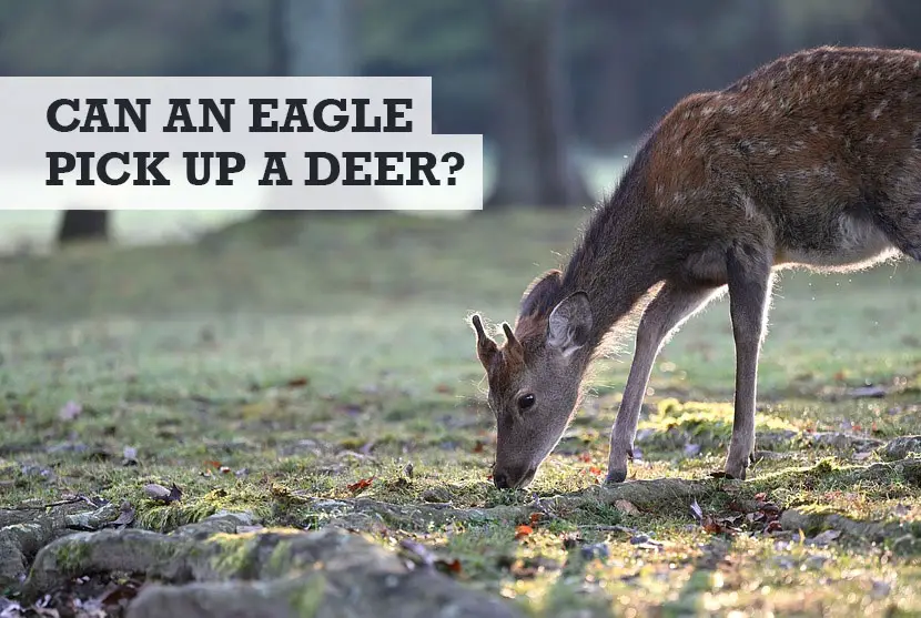 Can an Eagle Pick Up a Deer