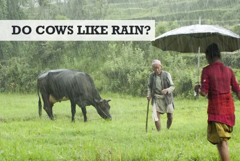 Do Cows Like Rain? (... Get Cold & Sit Down)