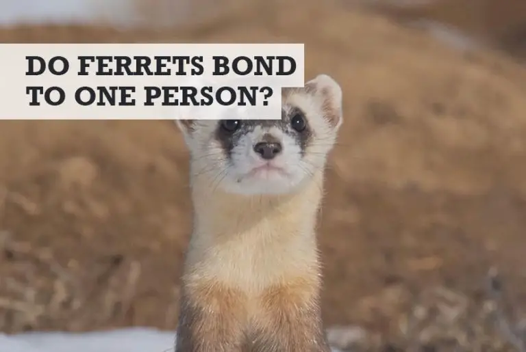 do-ferrets-bond-to-one-person-get-attached-to-owners