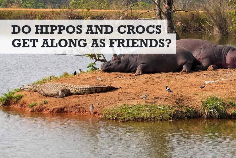 Do Hippos and Crocodiles Get Along
