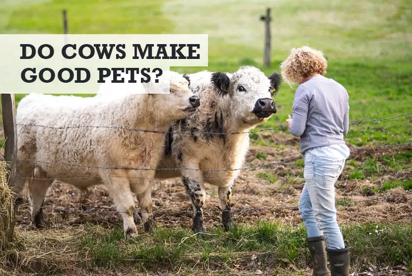 Do cows make good pets
