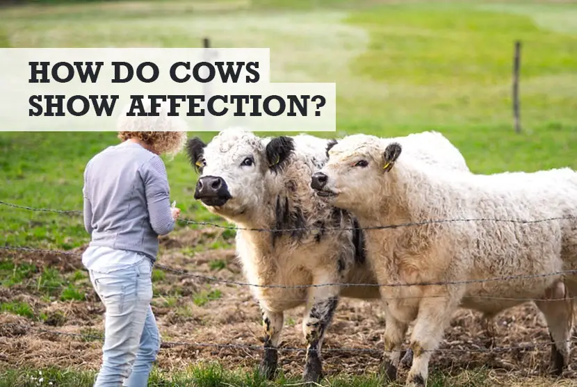 How Do Cows Show Affection to Humans
