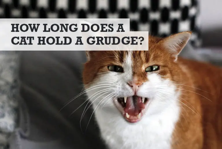 How Long Does A Cat Hold A Grudge 768x515 