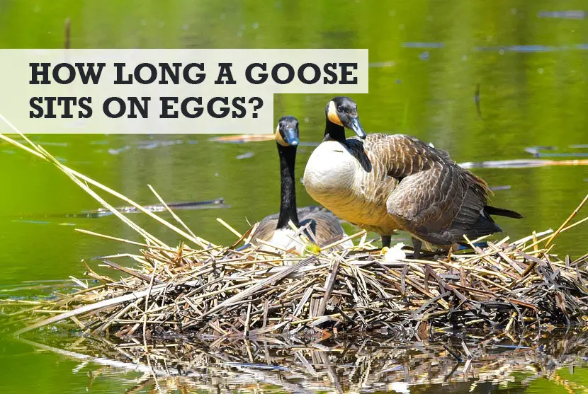 How Long Does a Goose Sit on Her Eggs