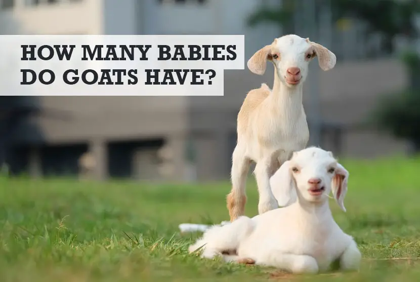 How Many Babies Do Goats Have