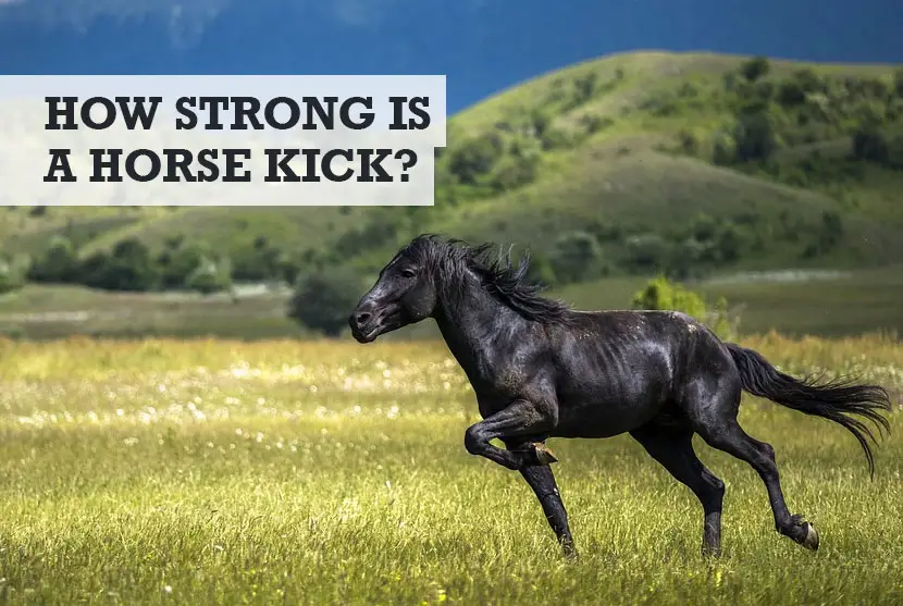 How Strong Is a Horse Kick