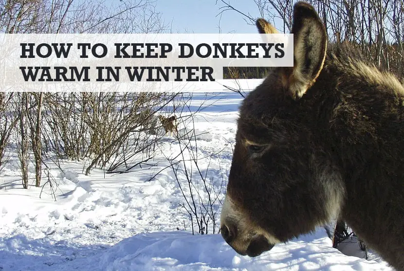 How to Keep Donkeys Warm in Winter