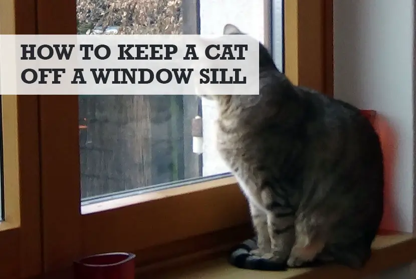 How to Keep a Cat off a Window Sill