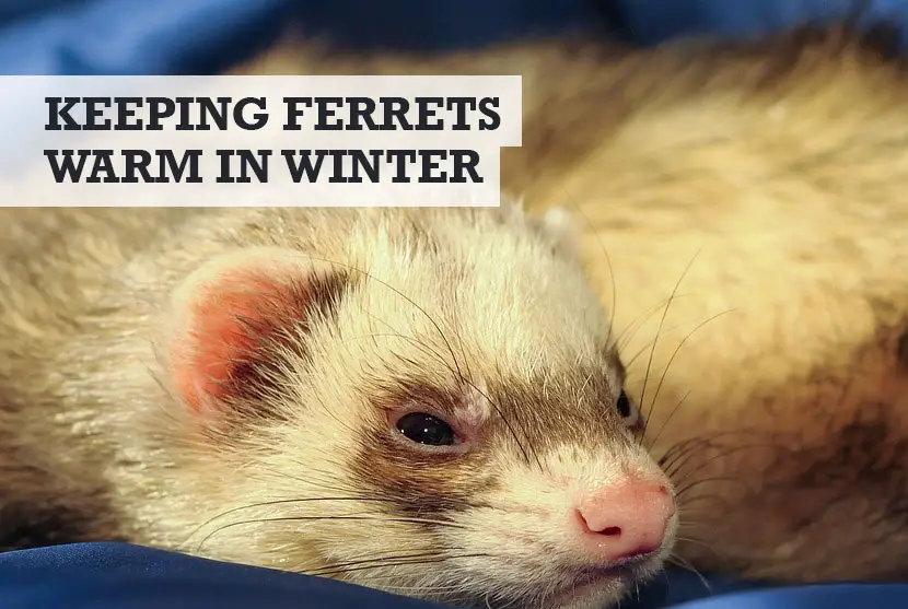 how to keep a ferret warm in winter