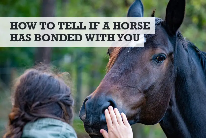 How to Tell If Your Horse Has Bonded with You