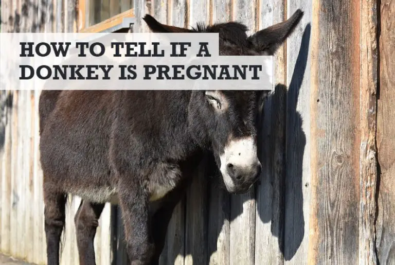How to Tell if a Donkey is Pregnant The Signs of Pregnancy