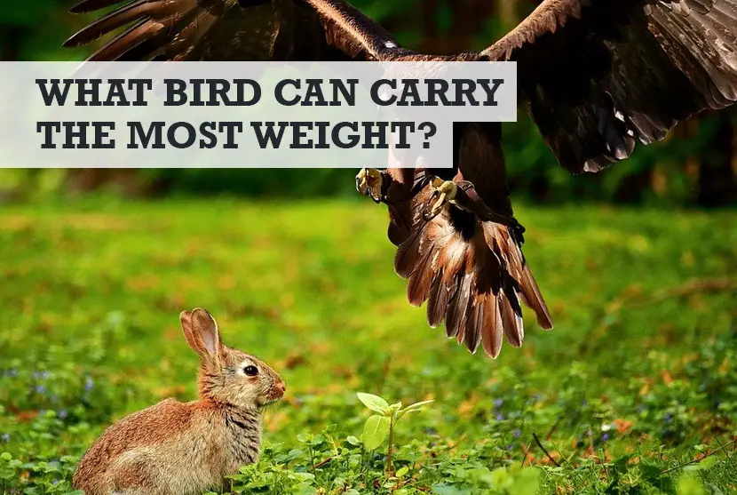 what bird can carry the most weight