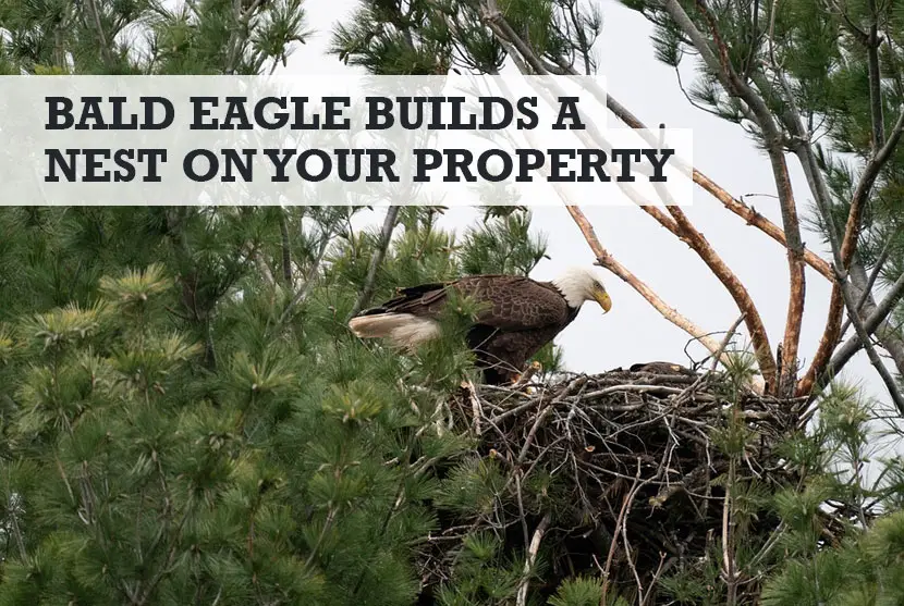 What Happens if a Bald Eagle Builds a Nest on Your Property