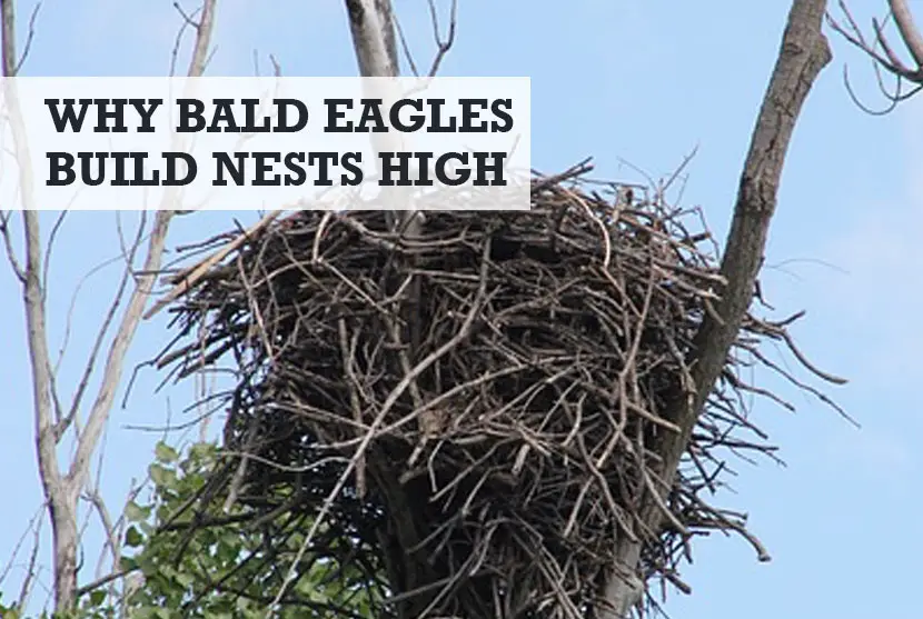 why do bald eagles build nests up high