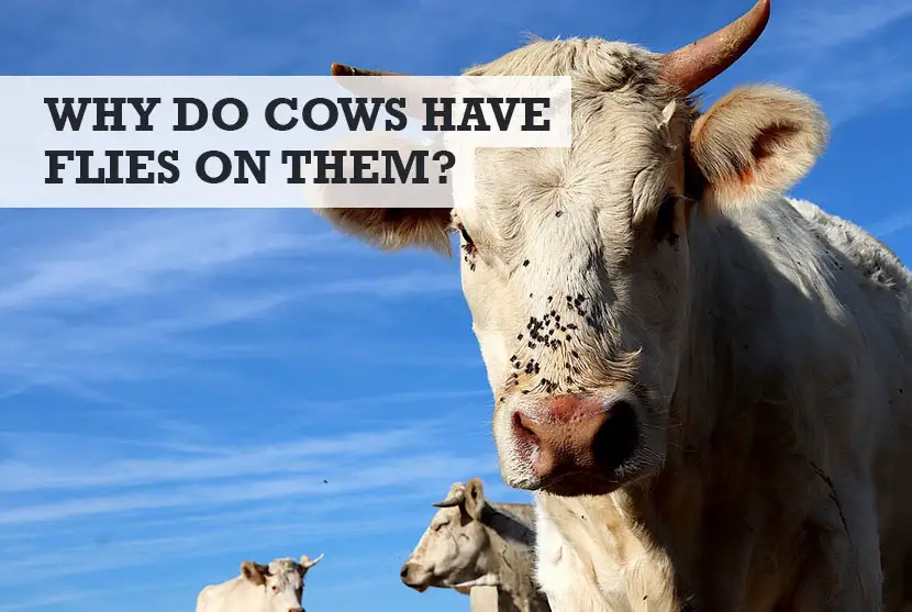 Why Do Cows Have Flies on Them
