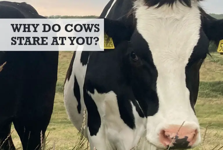 Why Do Cows Stare at You? (Should You Look it in the Eye)