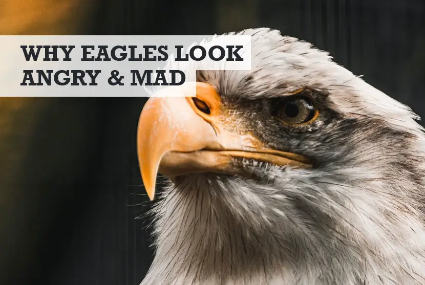 Why Do Eagles Look Angry Mad