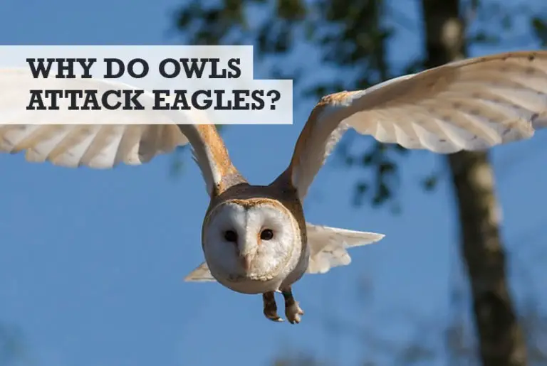 Why Do Owls Attack Eagles? (and the winner is...)