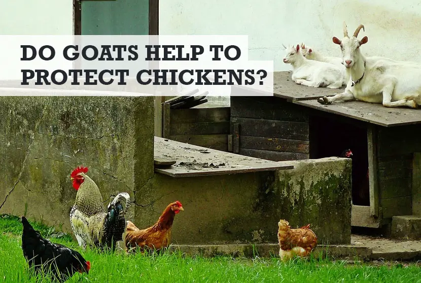 Will a Goat Protect Chickens