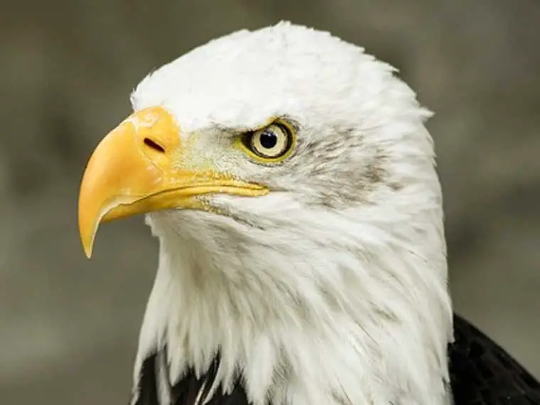 why do bald eagles look so angry
