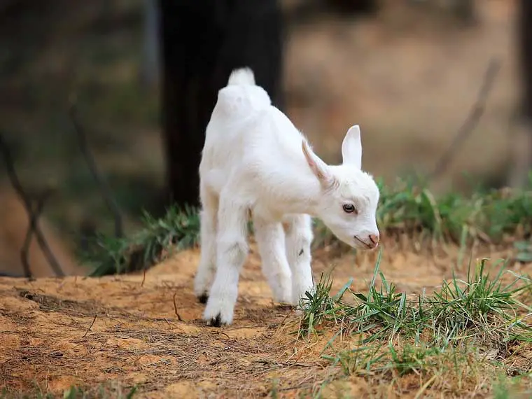 how many babies do pygmy goats have