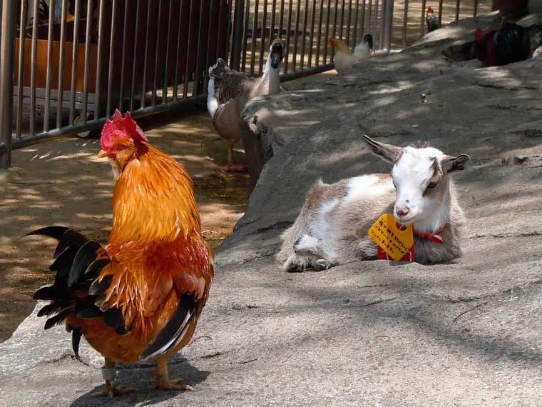 can goats protect chickens from hawks