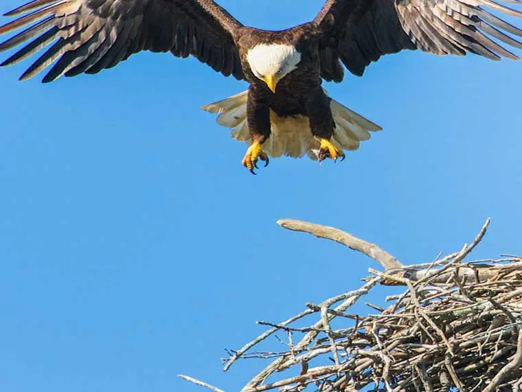 why bald eagles build nests high
