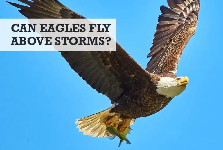 Can Eagles Fly Above Storms / or Into Storms?