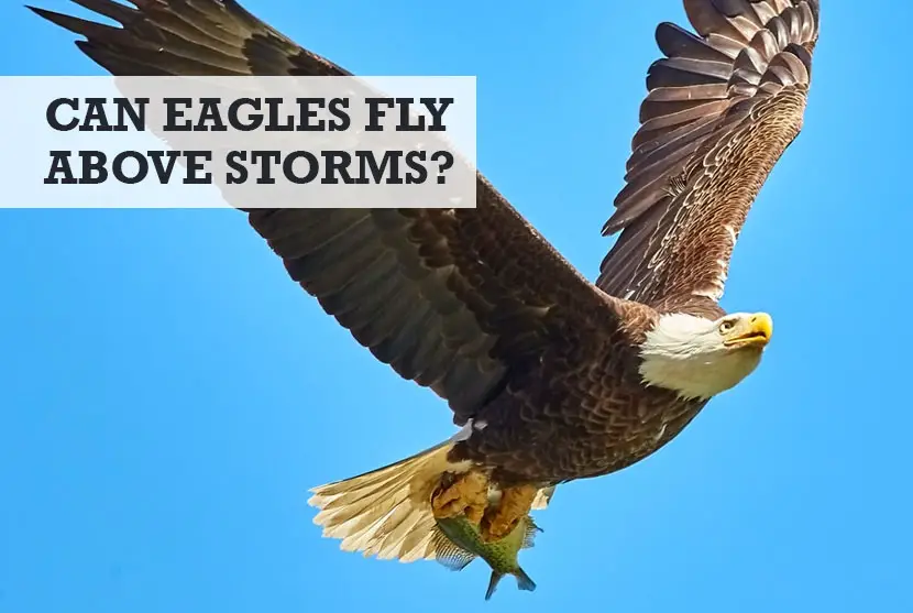 can eagles fly above storms