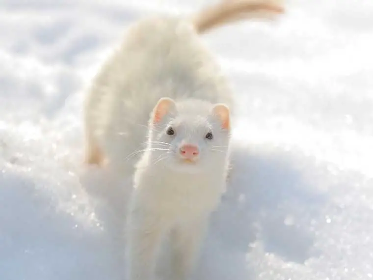 how to keep a ferret warm in winter
