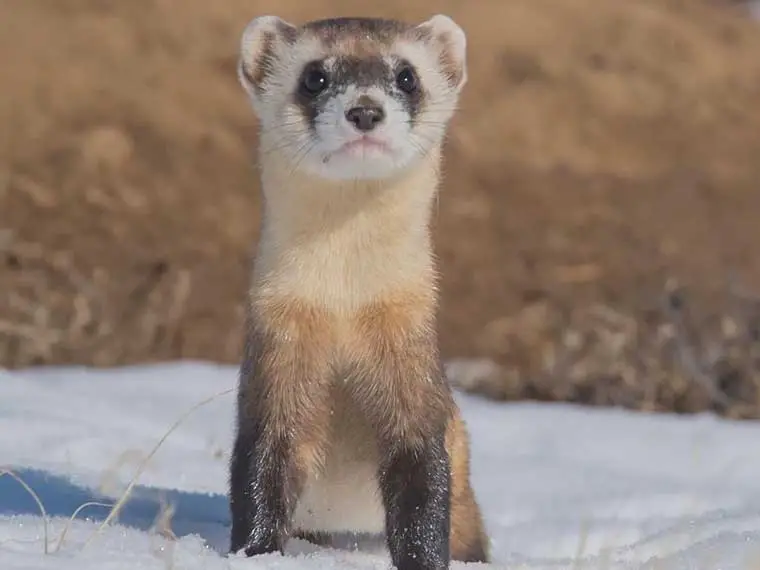 what temperature is too cold for ferrets