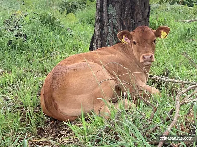 What do wild cows eat in winter