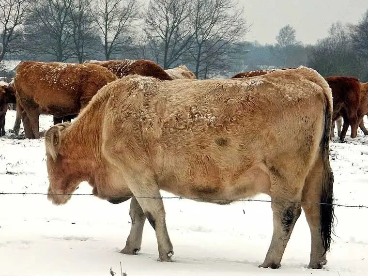 What do wild cows eat in winter