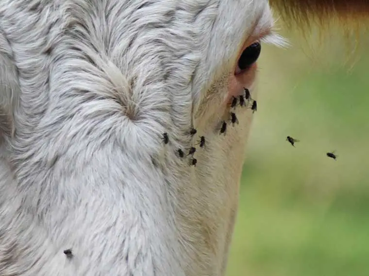 Why do cows have flies around their eyes