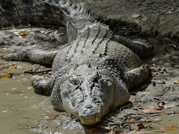 Do crocodiles fear hippos