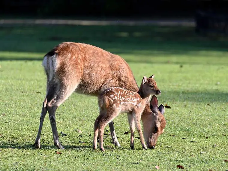 can an eagle pick up a fawn