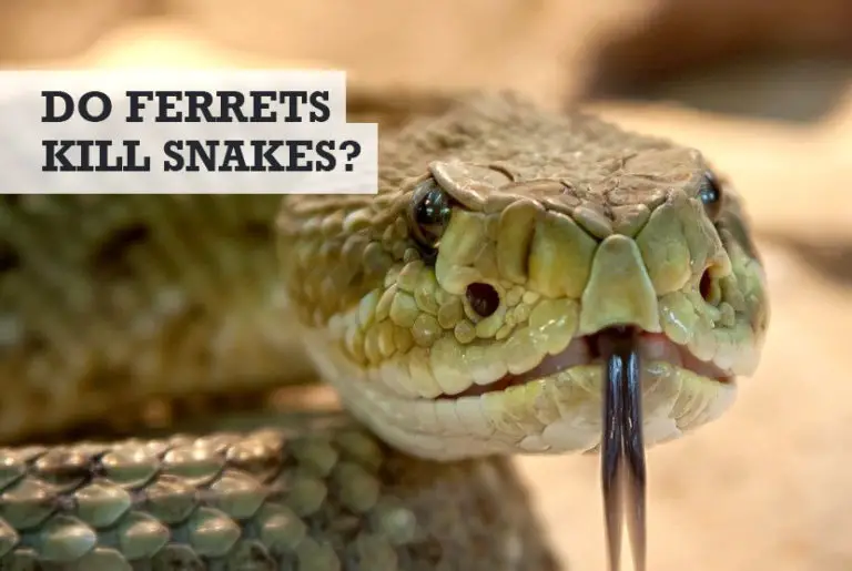 Do Ferrets Kill Snakes (Eat & Keep Away)?