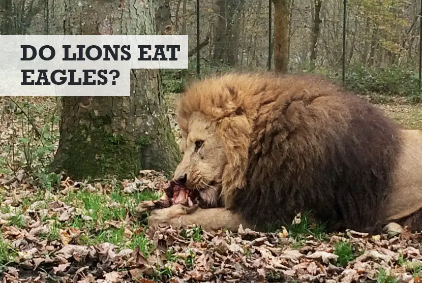 do lions eat eagles