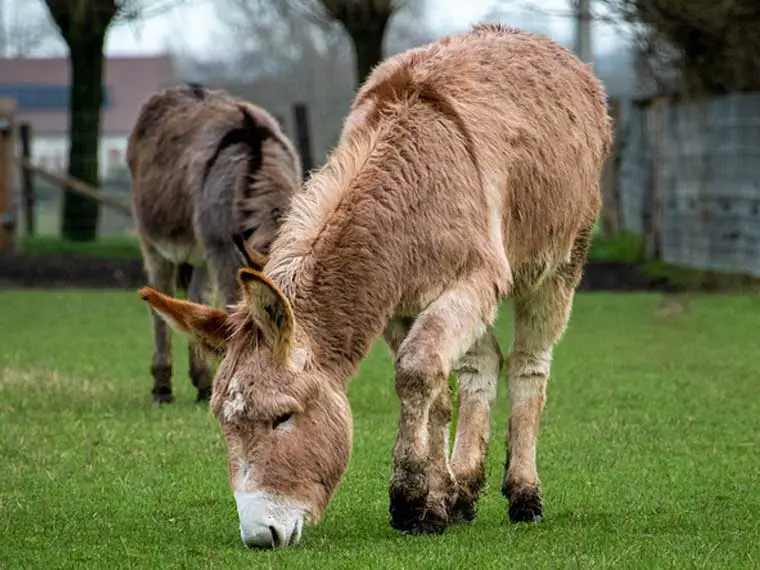 how much land to miniature donkeys need