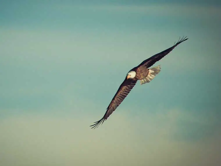 can an eagle fly as high as a crow