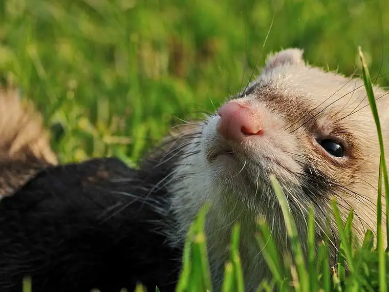 can ferrets live outside