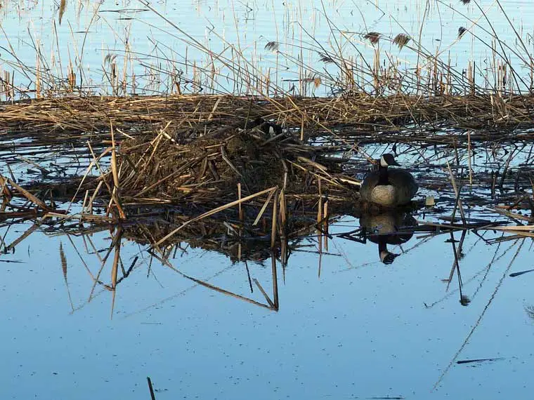 how long do geese sit on dead eggs