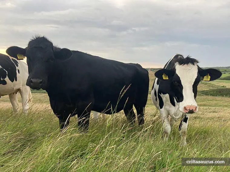 Do cows show affection to humans