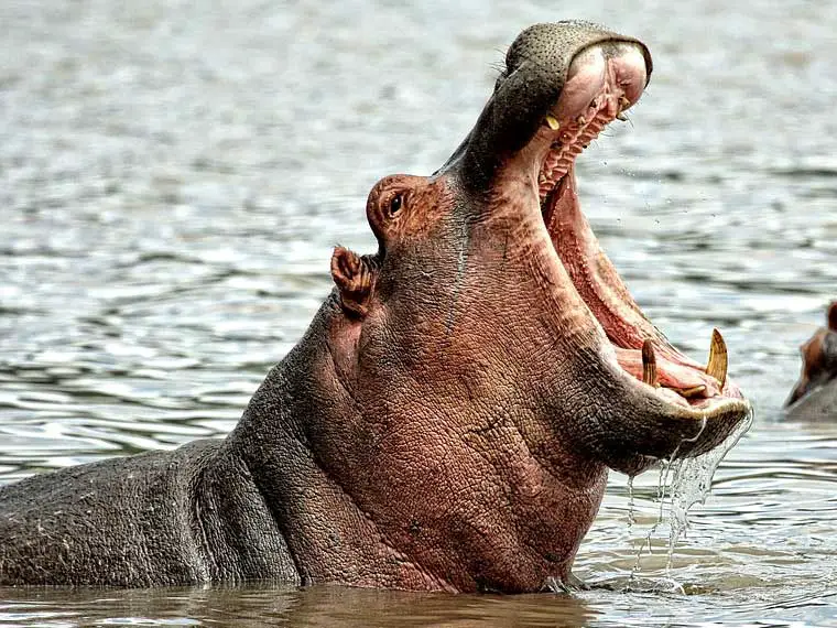Do crocs and hippos get along