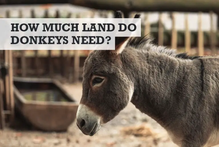 how-much-land-does-a-donkey-need-miniature-donkey-space