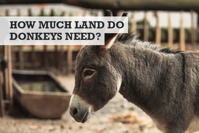 how much land do donkeys need