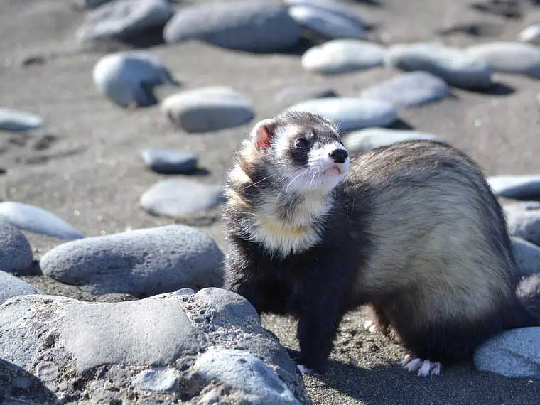 how to keep an outdoor ferret cool