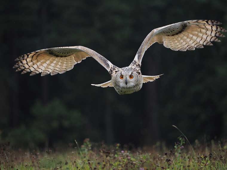 Do owls and eagles fight