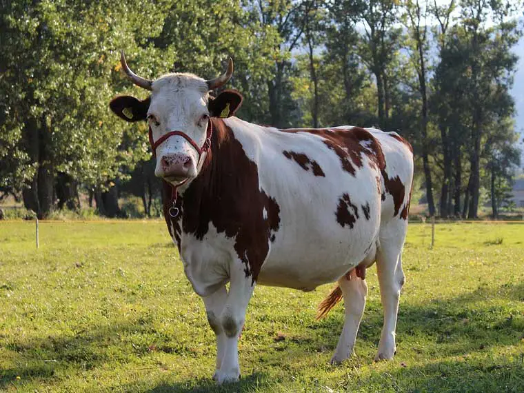Can you make a pet out of a cow