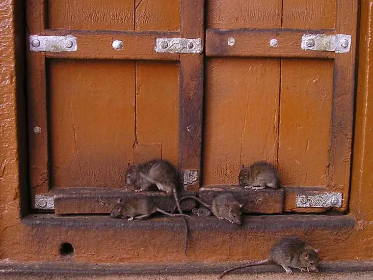Do ferrets kill rats